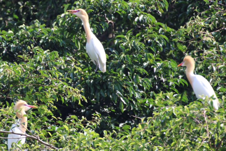 Burung Kuntul Hinggap di Pohon Beringin Alun-Alun Hingga Kotori Wilayah, Pemerintah Blitar Pasang Alat Pengusir