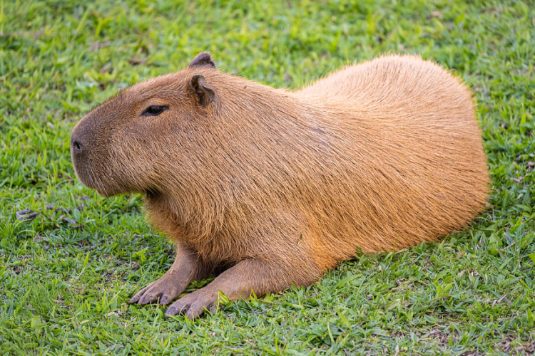 VIRAL! Jember Mini Zoo Kini Punya Capybara Exhibition, Cocok Banget Untuk Wisata Edukasi Keluarga