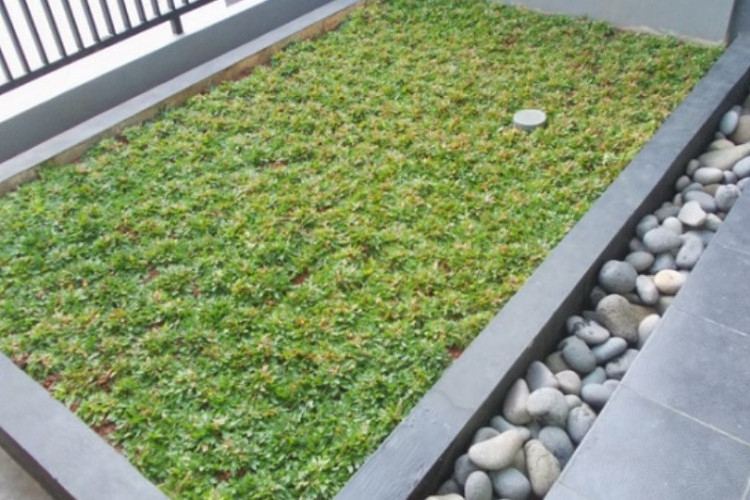 Rumput Gajah Mini untuk Taman Rumah Kecil, Jenis Apa? dan Cara Merawat Agar Tetap Rapi