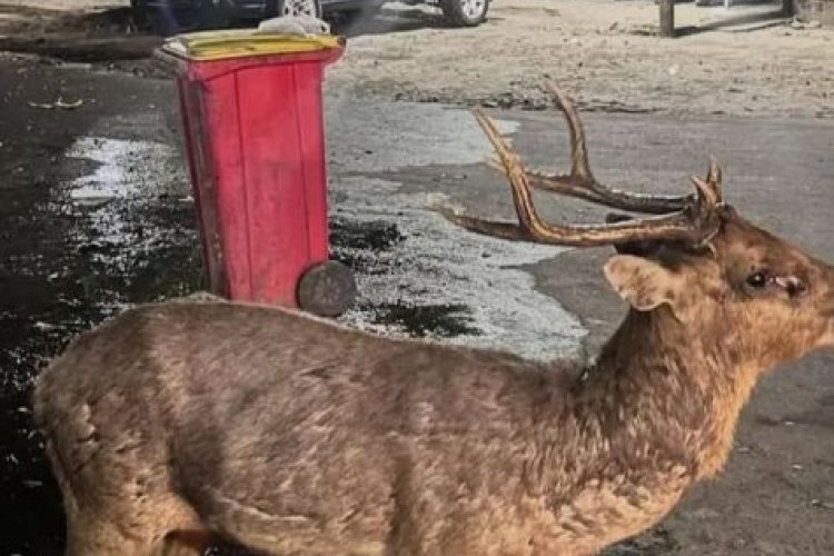 Miris! Rusa di Taman Sriwedari Kedapatan Makan Sampah, Sikap Pengunjung di Lokasi Hiburan Jadi Sorotan Publik
