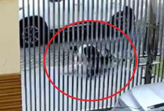 Geger! Pria Nekat Culik Kakek Berusia 70 Tahun di Kawasan PIK Saat Sedang Santai di Halaman, Polisi Akhirnya Berhasil Tangkap Pelaku