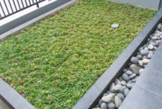 Rumput Gajah Mini untuk Taman Rumah Kecil, Jenis Apa? dan Cara Merawat Agar Tetap Rapi