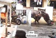 Nahas! Sapi Kurban Mendadak Ngamuk dan Seruduk Pemiliknya Hingga Terluka Parah di Malang, ini Kronologinya