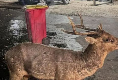 Miris! Rusa di Taman Sriwedari Kedapatan Makan Sampah, Sikap Pengunjung di Lokasi Hiburan Jadi Sorotan Publik