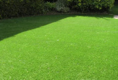 Update Harga Rumput Jepang 2026 dan Cara Menanamnya agar Tumbuh Sehat, Hijau, dan Estetis