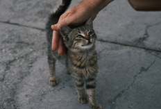 Fakta atau Mitos Kucing Selalu Mendekati Kita, Benarkah Karena Aura Positif atau Sekadar Naluri Hewan?